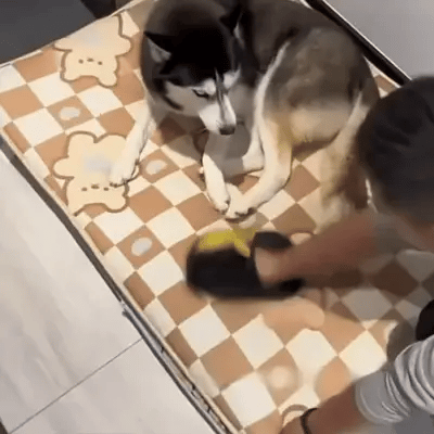 LintMaster Tüy Temizleme Pedi